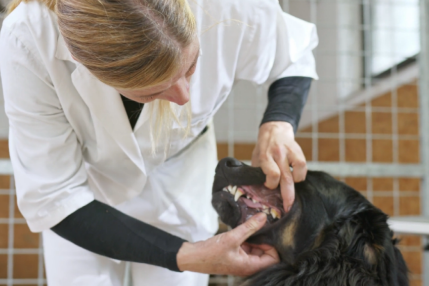 Dog dental care at veterinarian