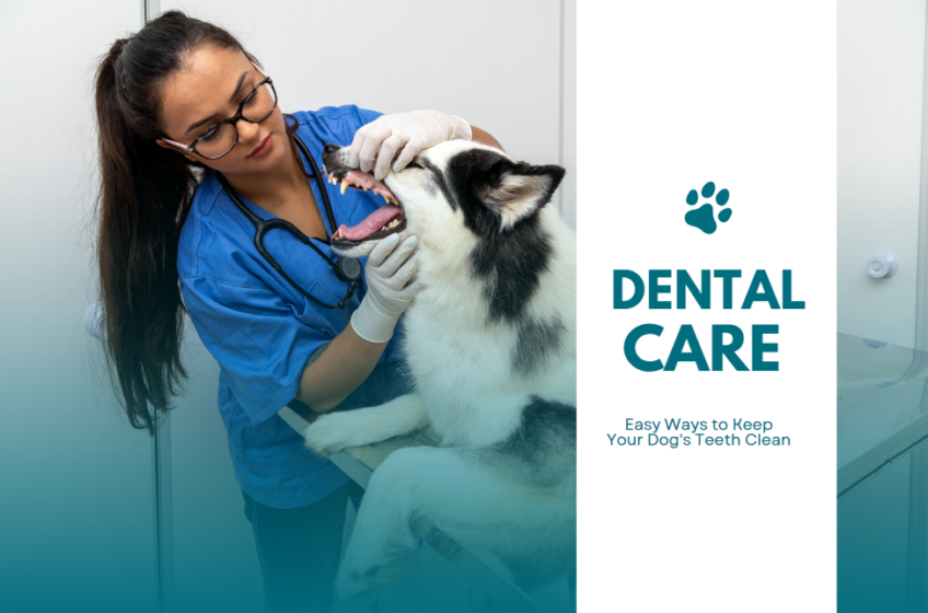 Dog Dental Care - Keep Your Pet's Teeth Clean