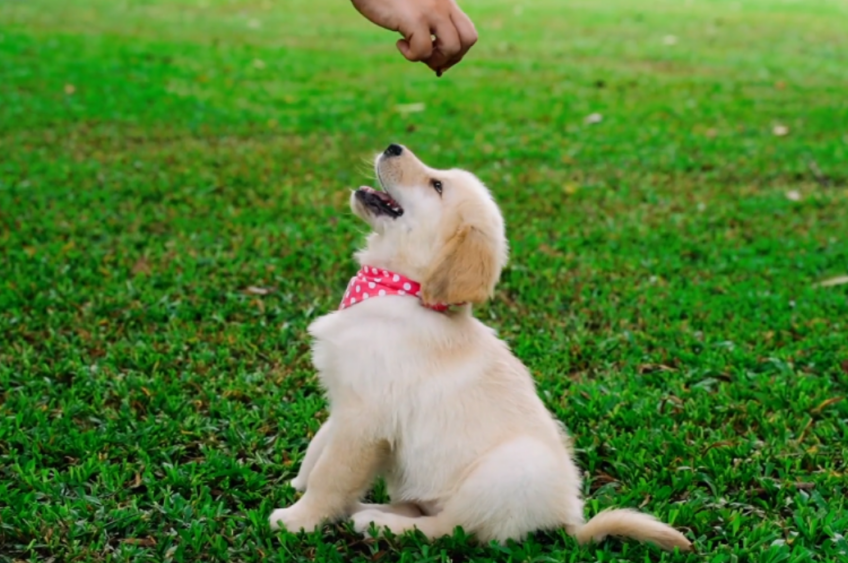 Young Dog Eating