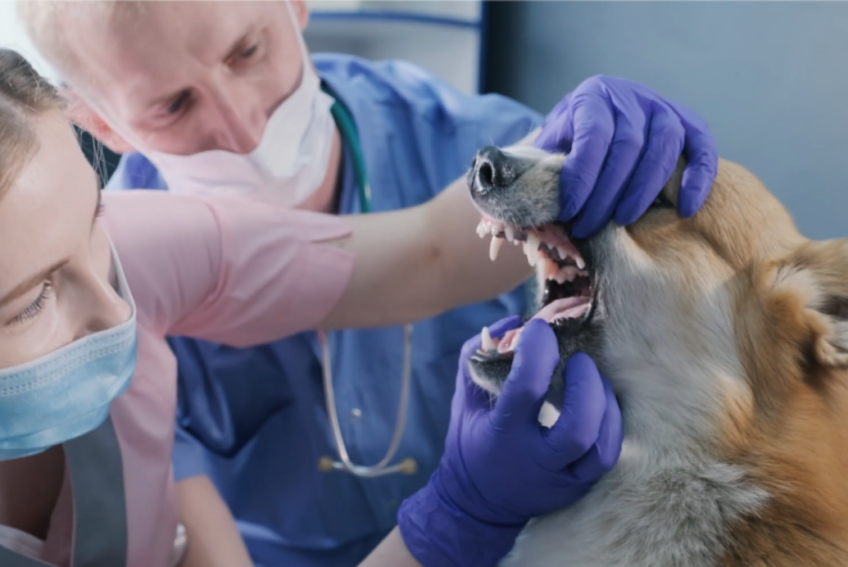 dental hygiene annual checkup