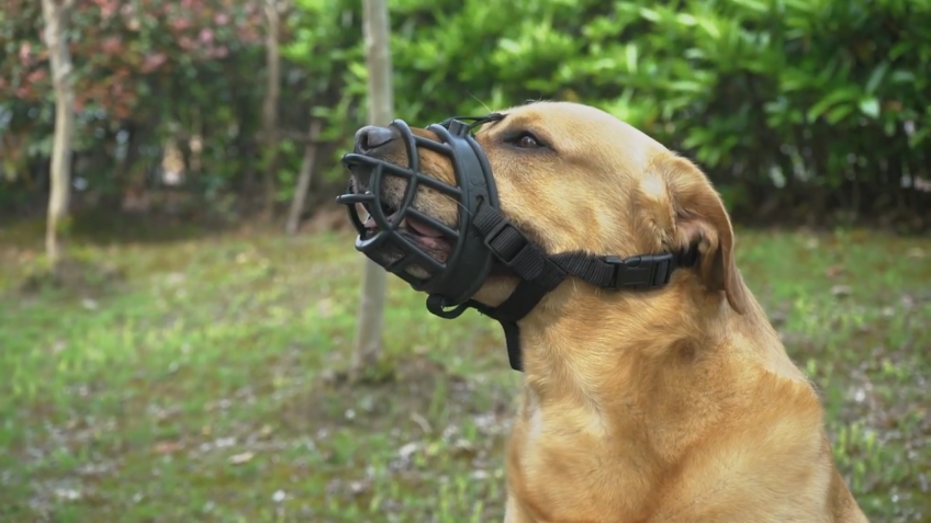 basket muzzles