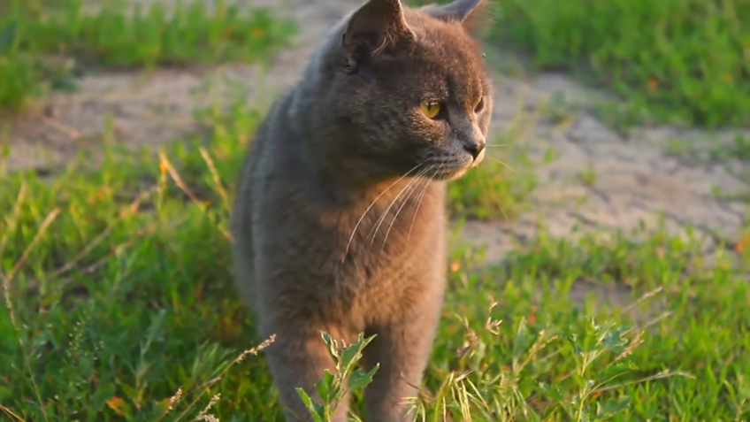 cat in grass