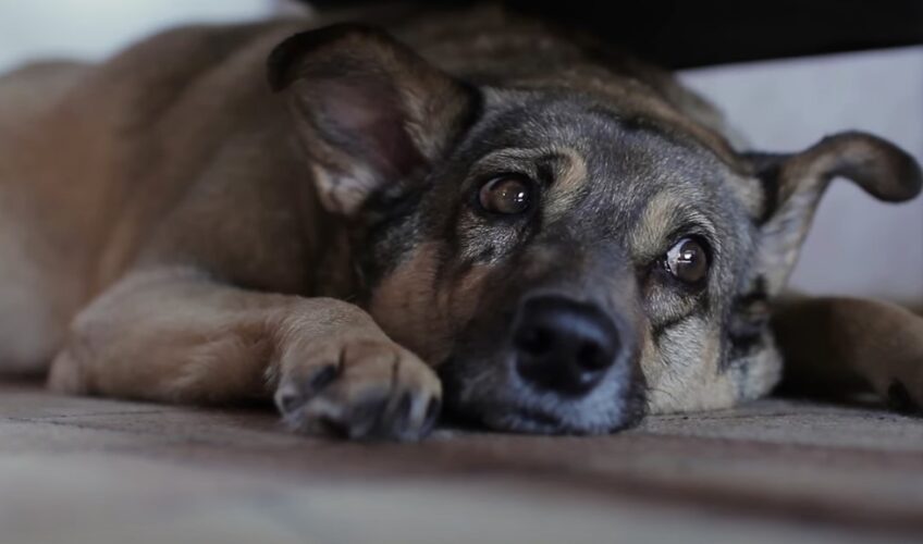 Firework and Weather Related Anxiety Reduce Your Pet’s Distress Bay