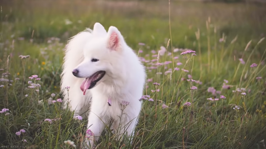 white dog