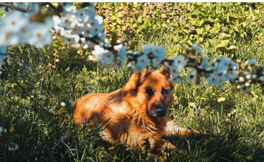 dog in grass