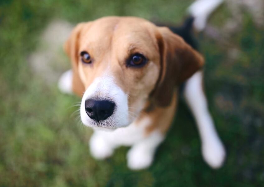 Beagle