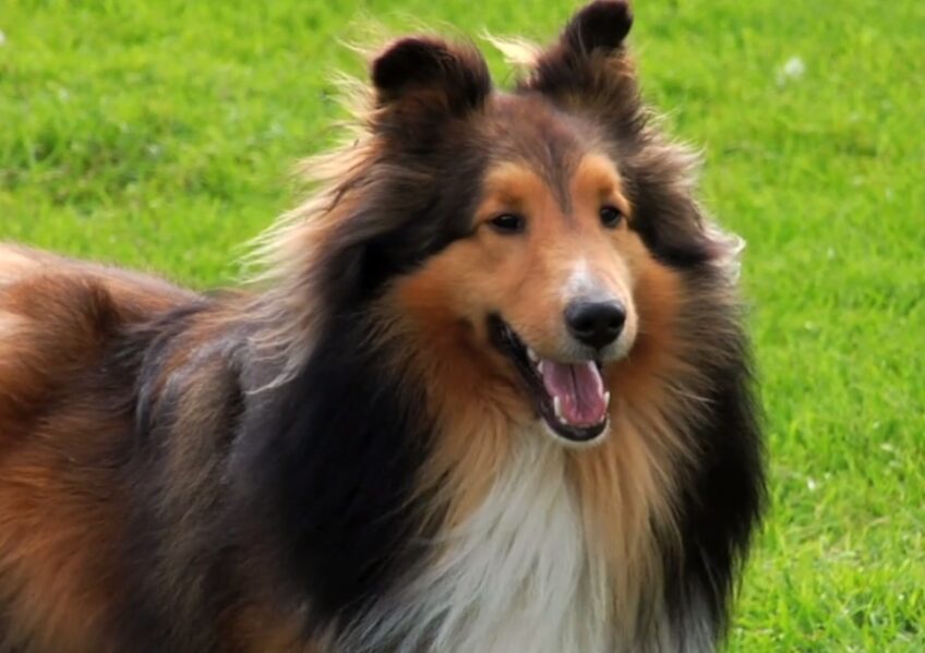 Collie