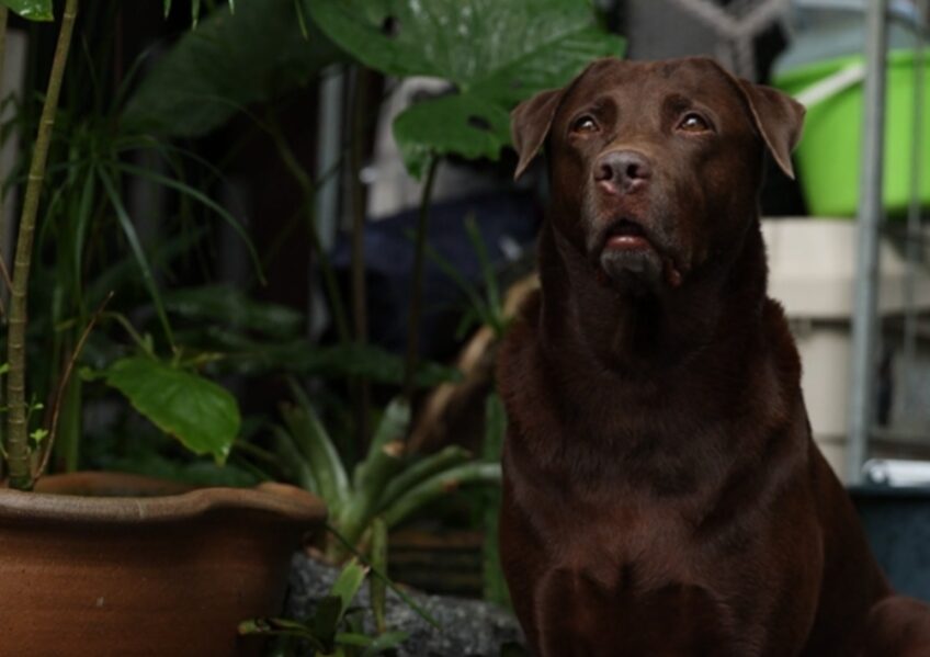 Labrador Retriever