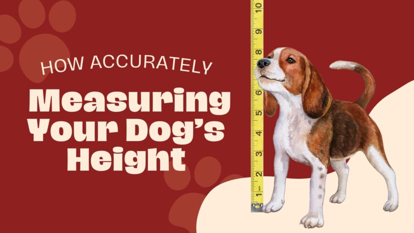 How Accurately Measuring Your Dog’s Height