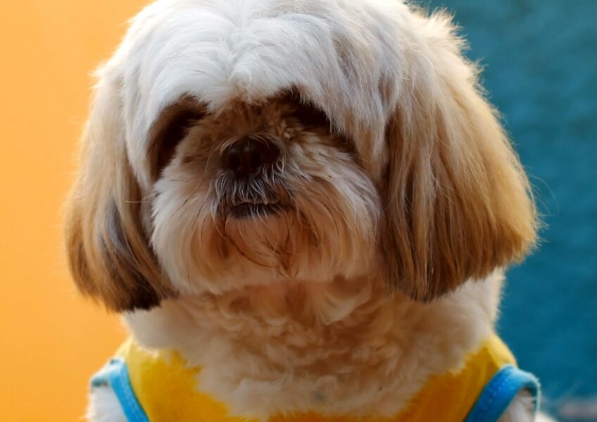 Shih Tzu