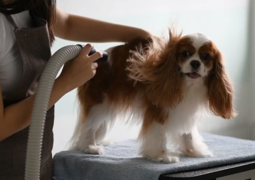 cavalier king charles spaniel