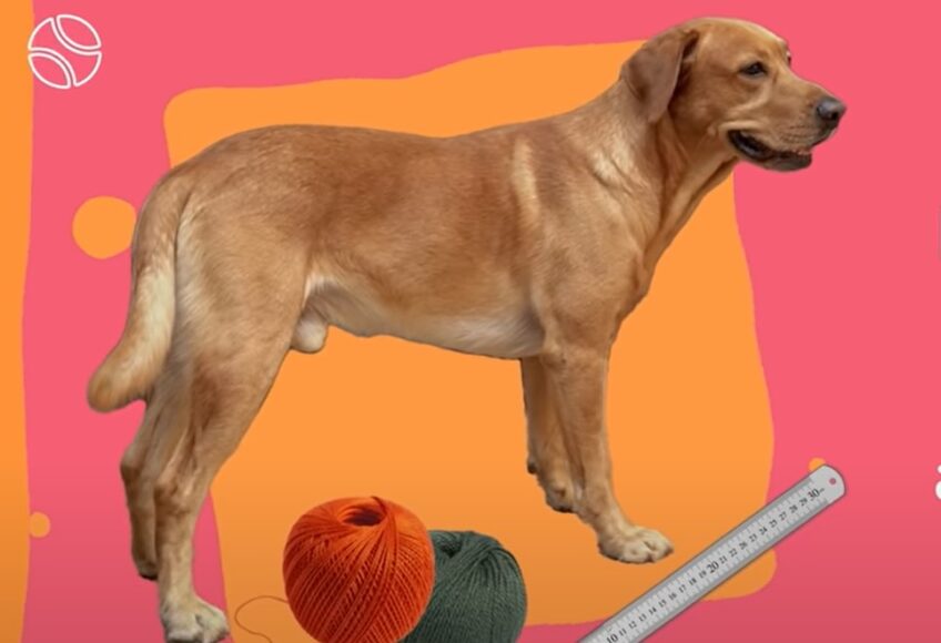 dog measure