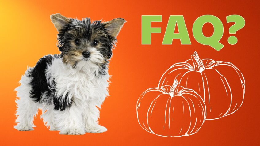 Feeding Pumpkins to Dogs faqs