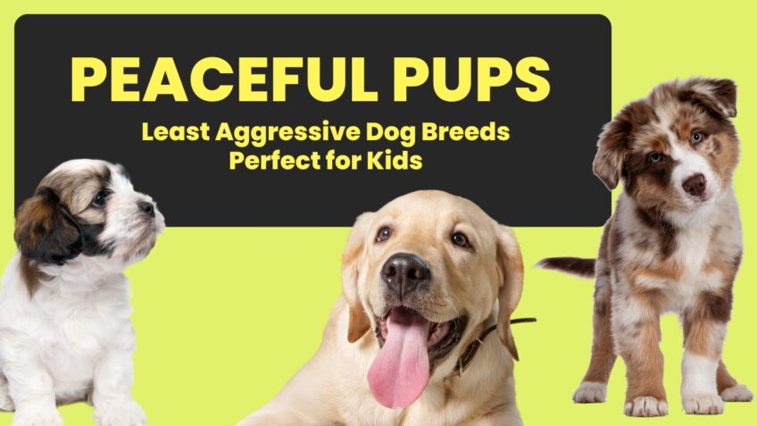 Least Aggressive Dog Breeds Perfect for Kids