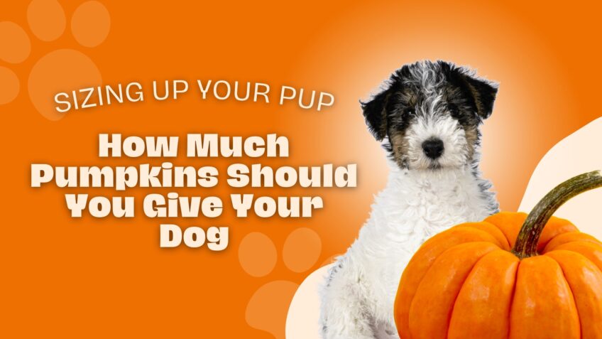 feed your pup with pumpkin